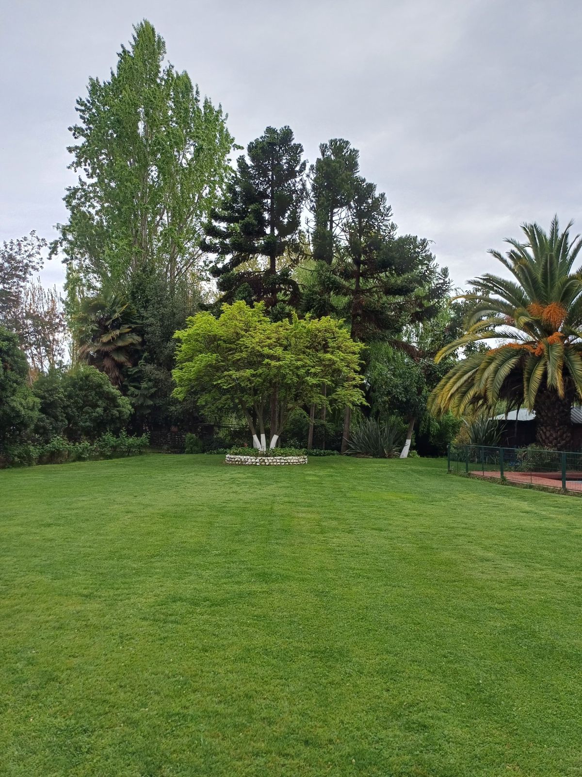 Prado central de Correaguas con araucarias, álamos y palmera fénix